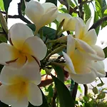 Alojamento de Acomodação e Pequeno-almoço La Pomelia Agrigento