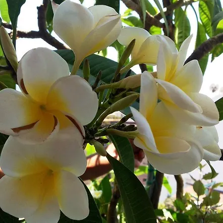 Bed and breakfast La Pomelia Agrigento