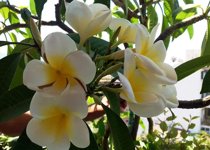 Bed & Breakfast La Pomelia Agrigento